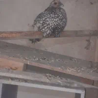 مرغ سلبریتی