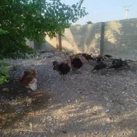 بوقلمون نر و ماده بالغ