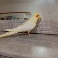 عروس هلندی سخنگو چشم شرابی