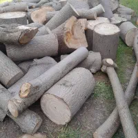خرید چوب عمده صنوبر درخت جنگلی محوطه عمده پالت