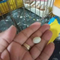 فنچ تخم گذار|پرنده|کرمان, |دیوار