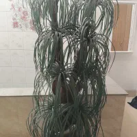 تابلو نقاشی کار دست|تابلو، نقاشی، عکس|شیراز, فرگاز|دیوار