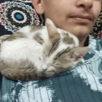 واگذاری گربه