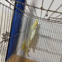 عروس هلندی|پرنده|تهران, اقدسیه|دیوار