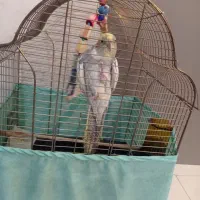 عروس هلندی|پرنده|تهران, وصفنارد|دیوار