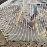 شش عروس هلندی