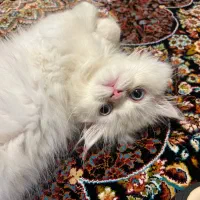 واگذاری رایگان گربه پرشین