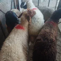 فروش دام زنده