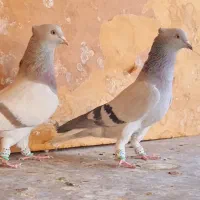 کبوتر سبز و سوسنی دم سفید