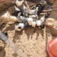 تخم مرغ گلین و خروس گلین|حیوانات مزرعه|ماهدشت, |دیوار