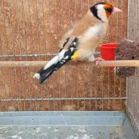 سهره قلمی کشیده دهن شیرین بخون