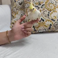 عروس هلندی