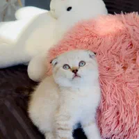 گربه های زیبا و شجره دار و تربیت شده|گربه|شیراز, ابیوردی|دیوار