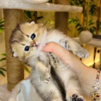 گربه بامزه