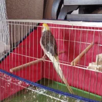 2تا عروس نر|پرنده|بندرعباس, |دیوار