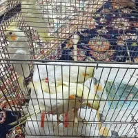 ۵عددجوجه عروس هلندی سه ماه دستی