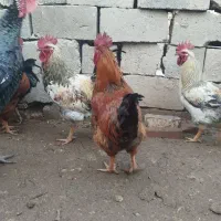 خروس وبوقلمون محلی