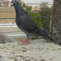 معاوضه با یه جفت کفتر