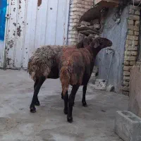 میش آبستن