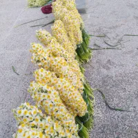 فروش عمده و خرده گل نرگس|گل و گیاه طبیعی|شیراز, شهرک سراج|دیوار