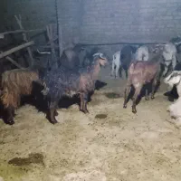 بز و بزغاله. مناسب . داشتی و نژاد دار .|حیوانات مزرعه|کوهدشت, |دیوار