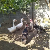 فروش جوجه غاز و بوقلمون