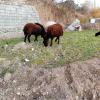 بره ماده قزل افشار|حیوانات مزرعه|سرخه حصار, |دیوار