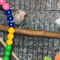 کوتوله برزیلی گمشده ایذه خیابان مدرس|حیوانات|ایذه, |دیوار