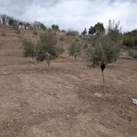 فروش زمین مسکونی وباغ زیتون