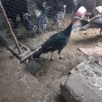 بوغلمو درجه یک|حیوانات مزرعه|دزفول, |دیوار