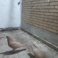 کفتر|پرنده|رفسنجان, |دیوار