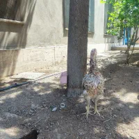 خروس و3 عدد مرغ درجه یک و خاص