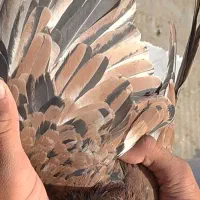 کفتر|پرنده|نیشابور, شهرک اندیشه|دیوار