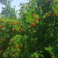 باغ انار ۱۲۰۰متر|فروش دفتر صنعتی، کشاورزی، تجاری|ساوه, |دیوار