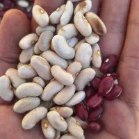 معاوضه لوبیا با گردو،کشمش و هر چی ک داری|خوردنی و آشامیدنی|قهدریجان, |دیوار