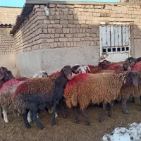 گوسفند بره ماده پشم کهنه افشار قلمدار 30 عدد