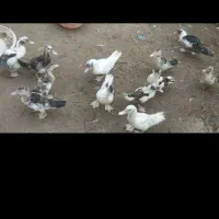 جوجه اردک اسراییلی تعداد22عدد معاوضه هم  دارم