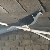 خوشرنگ نر تمیز و خیلی دُرُشت|پرنده|قزوین, |دیوار