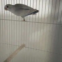 کوتوله بالفالو ماده آماده