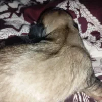 سگ شیتزو پیکنیز|سگ|بندر انزلی, شانگهای پرده|دیوار