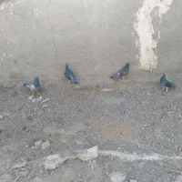 کبوتر|پرنده|نیمروز, |دیوار