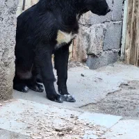 میش بره بز سگ