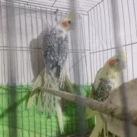 عروس هلندی|پرنده|ارومیه, |دیوار