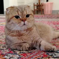 اسکاتیش مانچکین زیبا|گربه|اصفهان, آبشار|دیوار