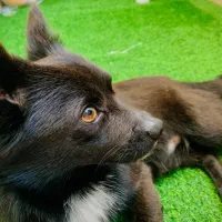 اشپیتز نر 2 ساله باهوش آموزش دیده