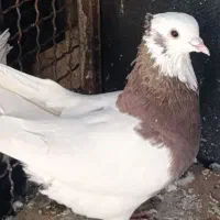طوقی|پرنده|شیراز, دشت چنار|دیوار