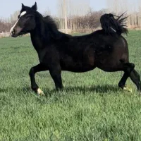 فروش کره نر یکساله