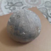 فسیل خارپشت