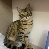 گربه گمشده