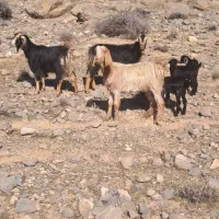 بز کهره دار